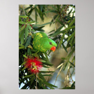 Scaly Breasted Lorikeet Poster