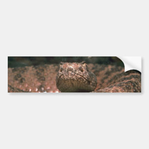 Scaly Scare Bumper Sticker