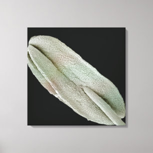 Scanning electron microscope image of an anther (P Canvas Print