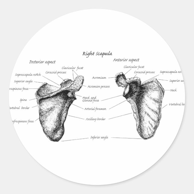 Scapula Details Classic Round Sticker (Front)