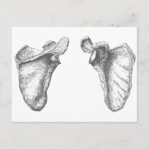 Scapula Grey Postcard