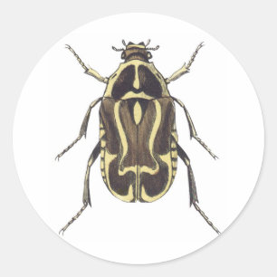 Scarab Beetle Classic Round Sticker