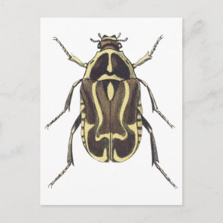 Scarab Beetle Postcard