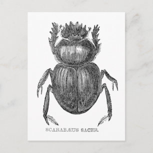Scarab Beetle Vintage pen and ink drawing Postcard