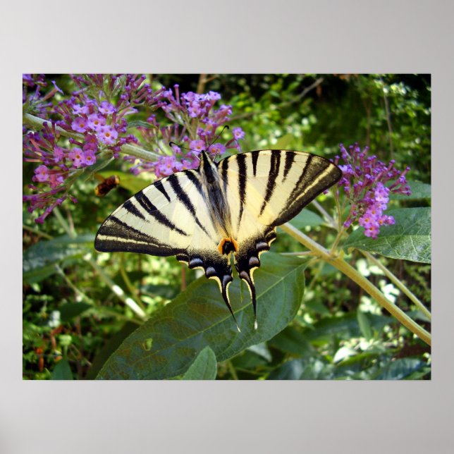 Scarce Swallowtail Butterfly Poster (Front)