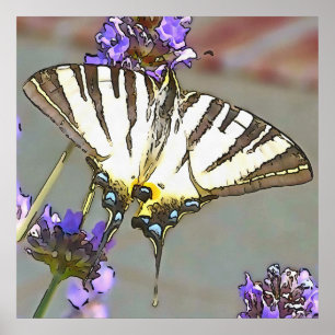 Scarce Swallowtail On Lilac Flowers Black Outline Poster