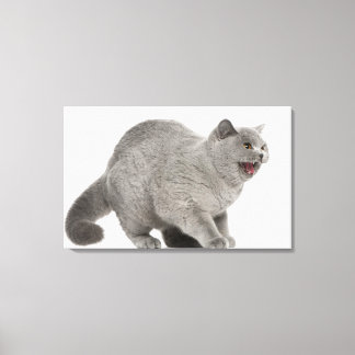 Scared British Shorthair hissing (8 months old) Canvas Print