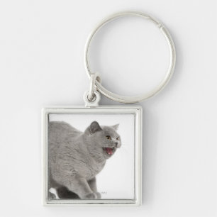Scared British Shorthair hissing (8 months old) Key Ring