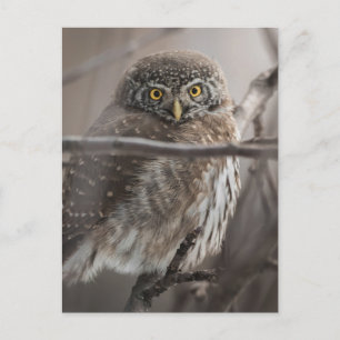 Scared Look Owl Postcard