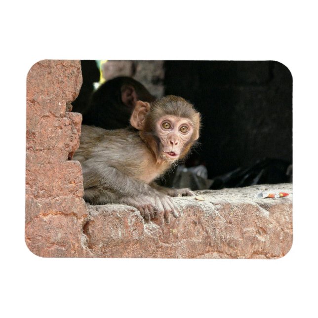 Scared monkey with big eyes rectangular magnet (Horizontal)