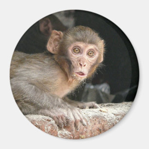 Scared monkey with big eyes round magnet