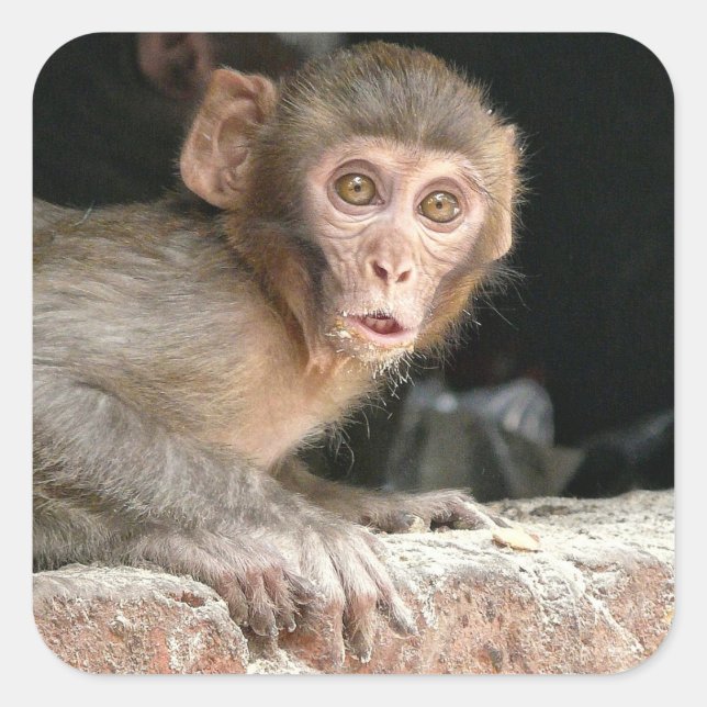 Scared monkey with big eyes square sticker (Front)