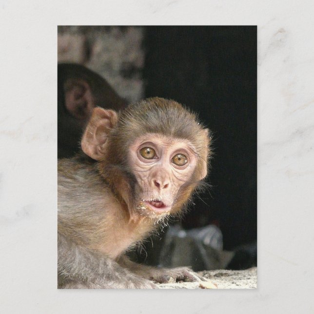Scared monkey with big eyes vertical card (Front)