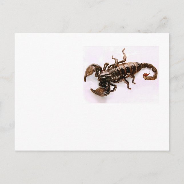 Scaremail postcard (Scorpion) (Front)