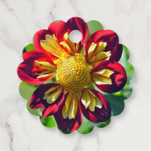 SCARLET AND YELLOW "STARSISTER" DAHLIA WITH SCALLO FAVOUR TAGS