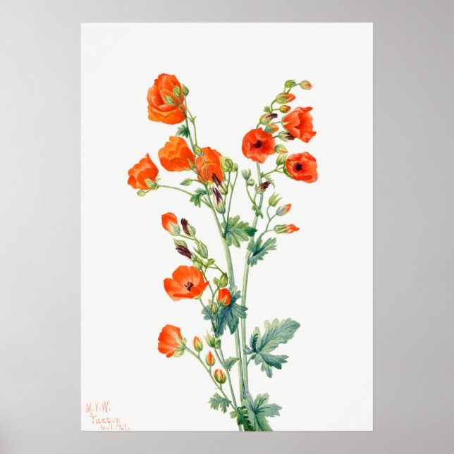 Scarlet Desert Globemallow of Apricot Mallow Poster (Front)
