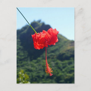 Scarlet Hibiscus, Hawaii Postcard