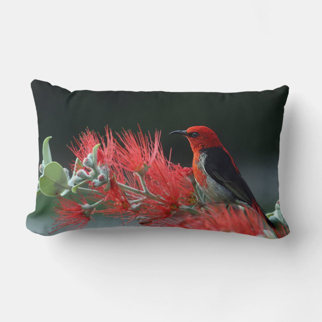 Scarlet Honeyeater 1 Pillows (Front)