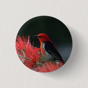 Scarlet honeyeater Exotic Bird 3 Cm Round Badge