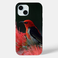 Scarlet honeyeater Exotic Bird