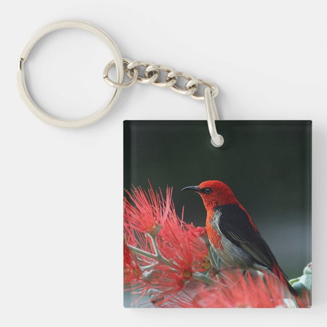 Scarlet honeyeater Exotic Bird Key Ring (Front)