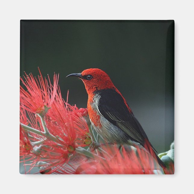 Scarlet honeyeater Exotic Bird Magnet (Front)
