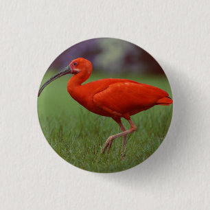 Scarlet ibis 3 cm round badge