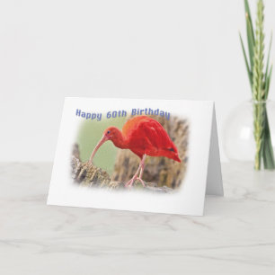 Scarlet Ibis Bird 60th Birthday Card