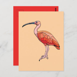 Scarlet Ibis Bird Postcard