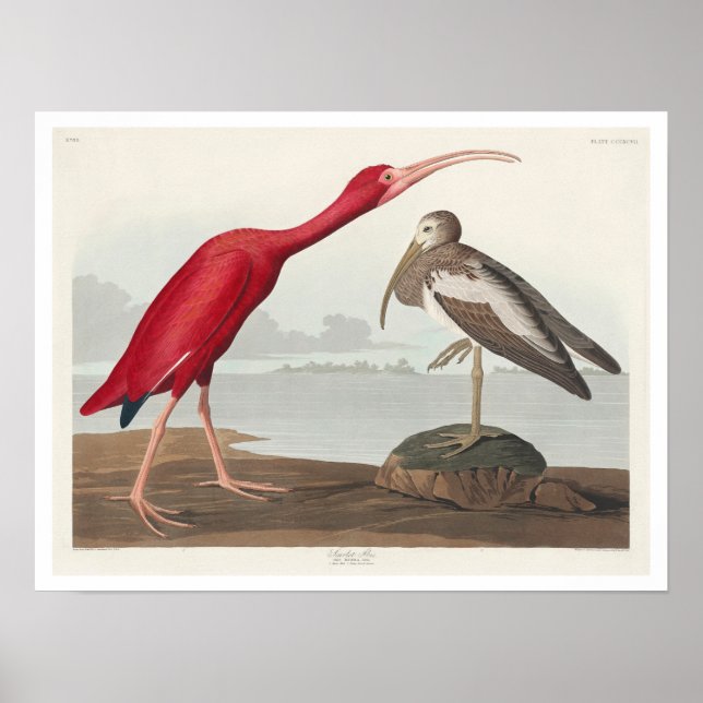 Scarlet Ibis by Audubon Poster (Front)