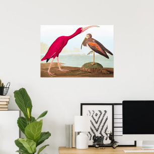 Scarlet ibis by John James Audubon Poster
