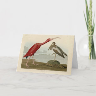 Scarlet Ibis - from Audubon's Birds of America Card