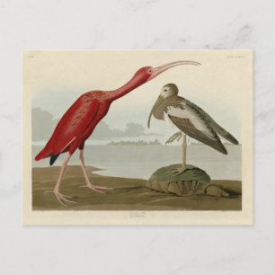 Scarlet Ibis - from Audubon's Birds of America Postcard