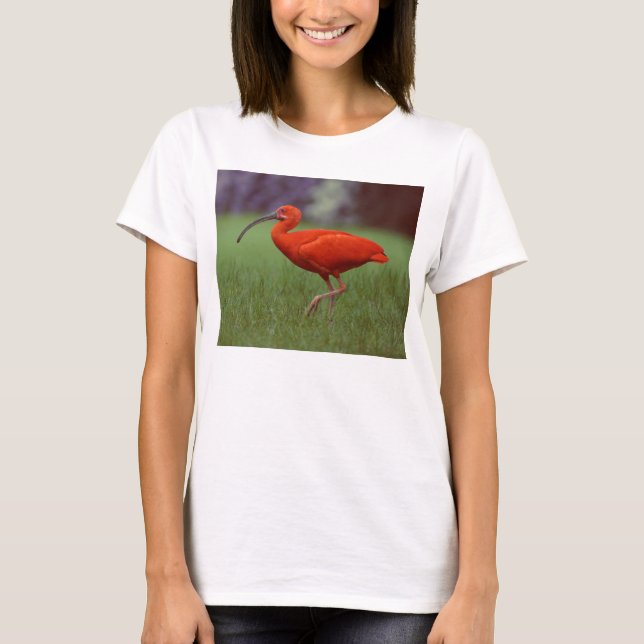 Scarlet ibis T-Shirt (Front)