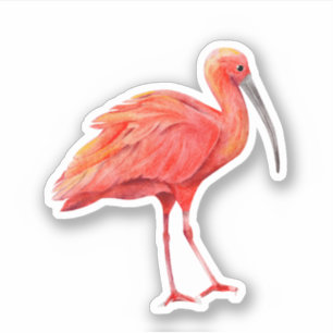 Scarlet Ibis Tropical Bird Nature Wildlife