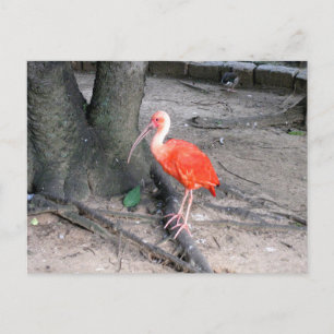 Scarlet Ibis Wildlife Bird Nature Photography Postcard