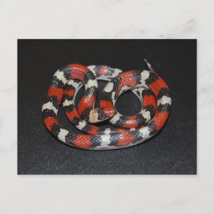 Scarlet King Snake Postcard