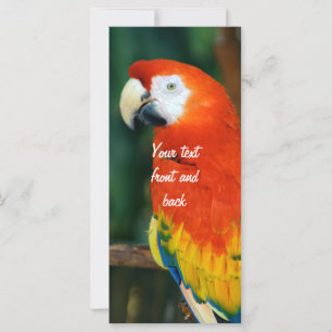 Scarlet Macaw