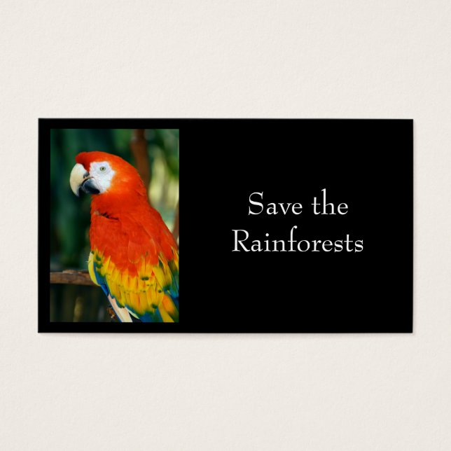 Scarlet Macaw (Front)