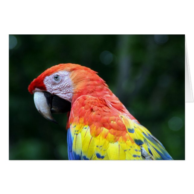 scarlet macaw (Front Horizontal)