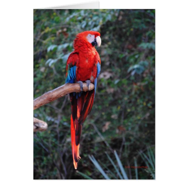 Scarlet Macaw (Front)