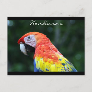 scarlet macaw border postcard