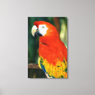 Scarlet Macaw Canvas Print