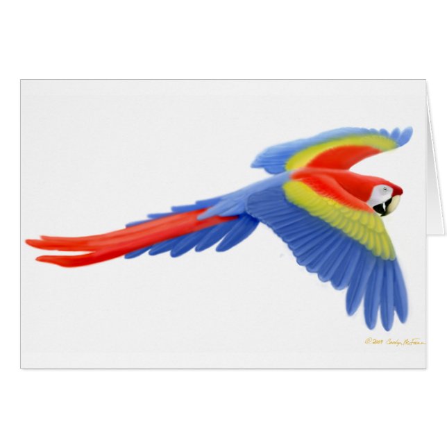Scarlet Macaw Card (Front Horizontal)