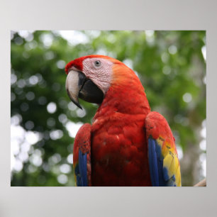 scarlet macaw copan poster