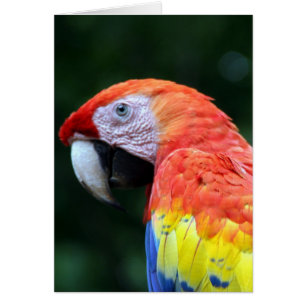 scarlet macaw face