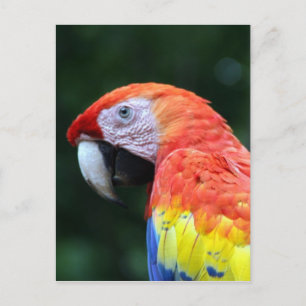 scarlet macaw face postcard
