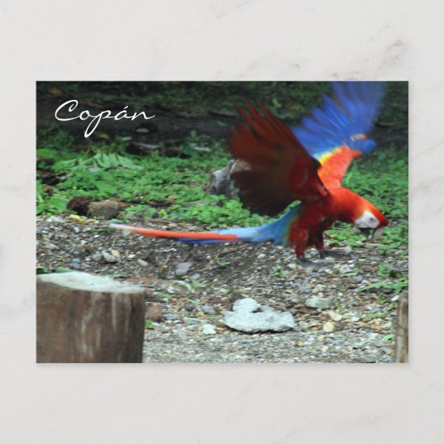 scarlet macaw fly postcard (Front)