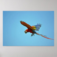 Scarlet Macaw in Flight