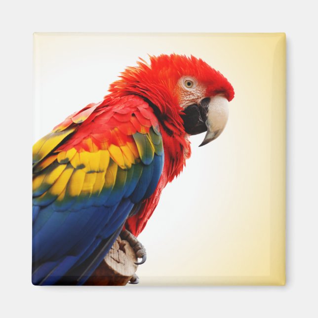 Scarlet Macaw Magnet (Front)